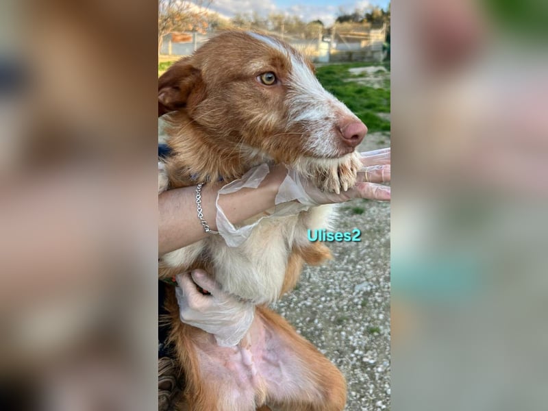 Ulises2 geb. 05/2025 (ESP) - fröhlicher und menschenbezogener Podenco Welpe sucht eine Familie!