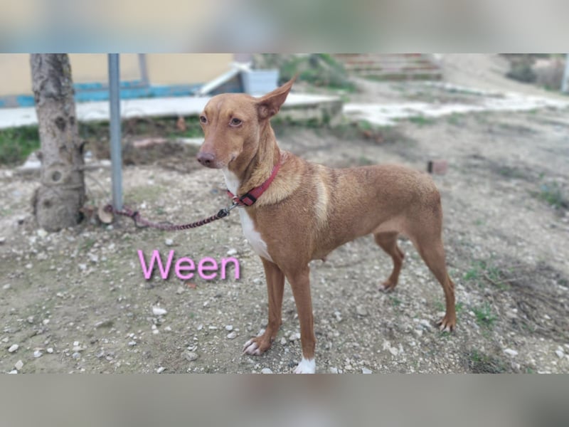 Ween geb. 10/2023 (ESP) - bildhübsche, verschmuste und fröhliche Podenca!