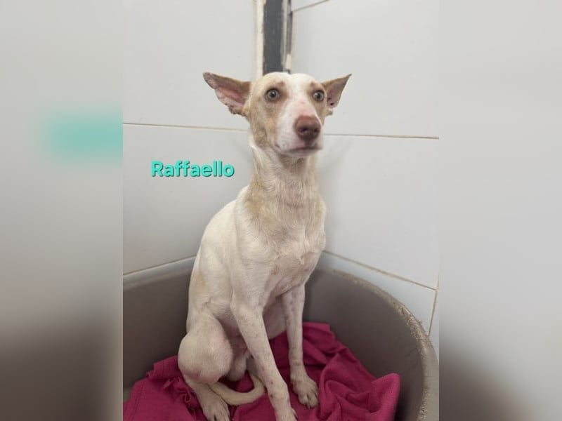 Raffaello geb. 02/2024 (ESP) - feiner, sensibler Podenco sucht sein Körbchen!