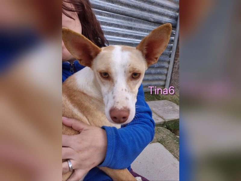 Tina6 geb. 09/2023 (ESP) - aktive, fröhliche, edle und sehr liebe Podenca sucht ein Zuhause!