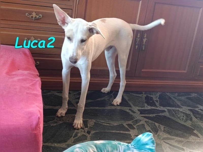 Luca2 geb. 01/2026 (ESP) - wunderschöner Podencojunge sucht dringend einen Platz!