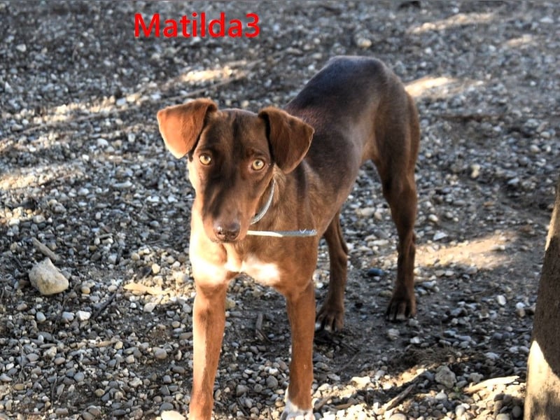 Matilda3 geb. 08/2024 (ESP) - liebenswerte, fröhliche und freundliche Podenca!