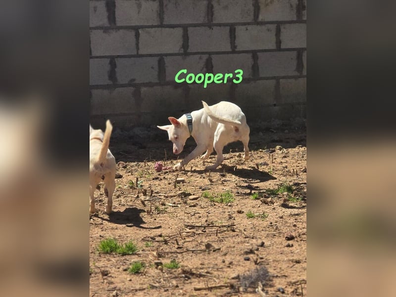 Cooper3 geb. 03/2022 (ESP) - lieber, aktiver und anhänglicher Podenco-Bub sucht ein Zuhause!