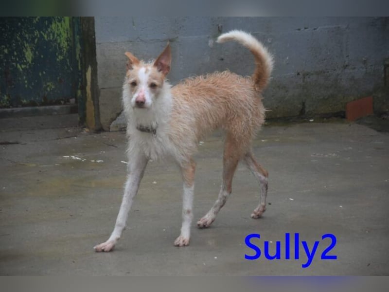 Sully2 geb. 02/2025 (ESP) - süßer Podenco-Rüde sucht dringend ein ruhiges + liebevolles Zuhause!