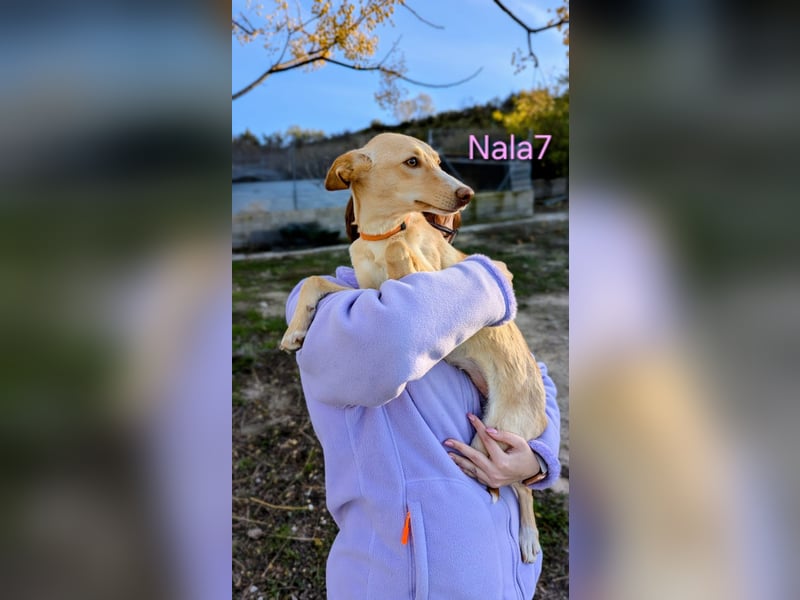 Nala7 geb. 11/2024 (ESP) - fröhliche und verschmuste Podenco Maus sucht ihre eigene Familie!