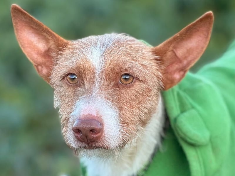 Rubio3 geb. 12/2024 (ESP) - freundlicher, kleiner Podenco-Rüde sucht sein Körbchen!