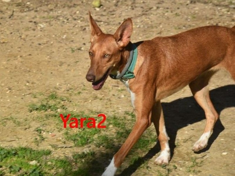 Yara2 geb. 05/2025 (ESP) - verspielte, wunderschöne Podenca sucht ihr Zuhause!