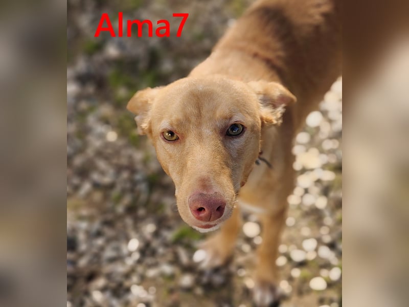 Alma7 geb. 06/2024 (ESP) - sanfte und sehr liebe Podenca!