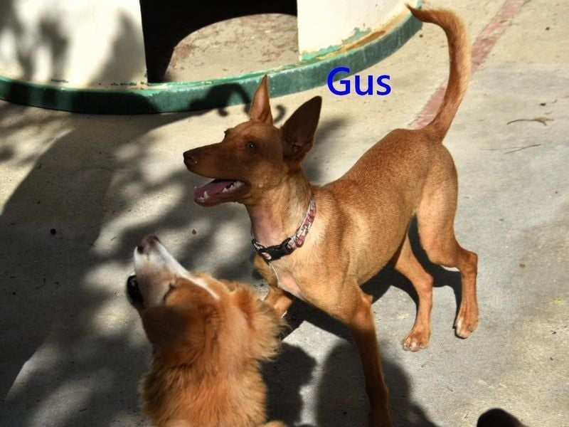 Gus geb. 01/2025 (ESP) - verspielter, fröhlicher und verschmuster, junger Podenco!