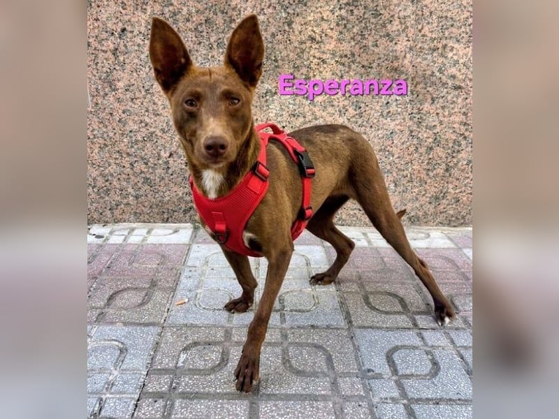 Esperanza geb. 10/2023 (ESP) - menschenbezogene und liebevolle kleine Podenca wartet auf Dich!