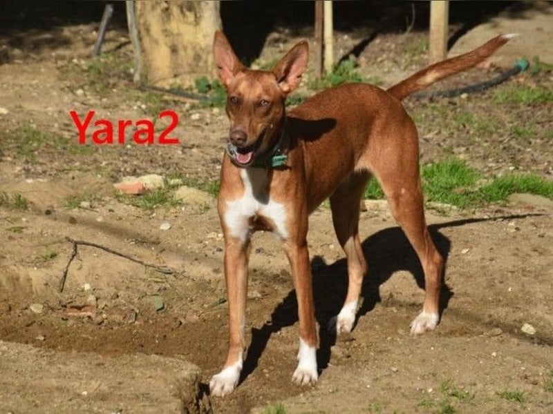 Yara2 geb. 05/2025 (ESP) - verspielte, wunderschöne Podenca sucht ihr Zuhause!