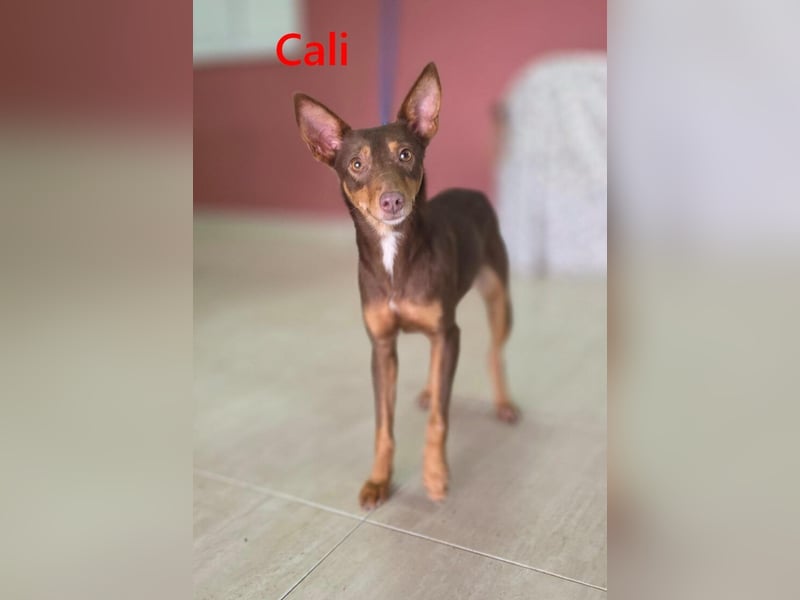 Cali geb. 05/2024 (ESP) - sehr süße, freundliche und menschenbezogene Podenco Orito Hündin!