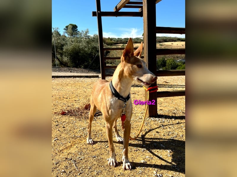 Gloria2 geb. 05/2023 (ESP) - liebe und intelligente Podenca wünscht sich ein liebevolles Zuhause!