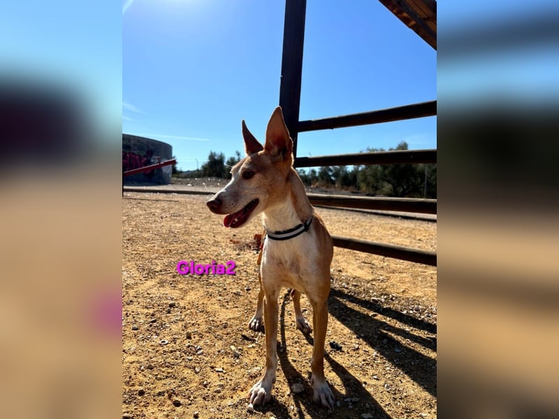 Gloria2 geb. 05/2023 (ESP) - liebe und intelligente Podenca wünscht sich ein liebevolles Zuhause!