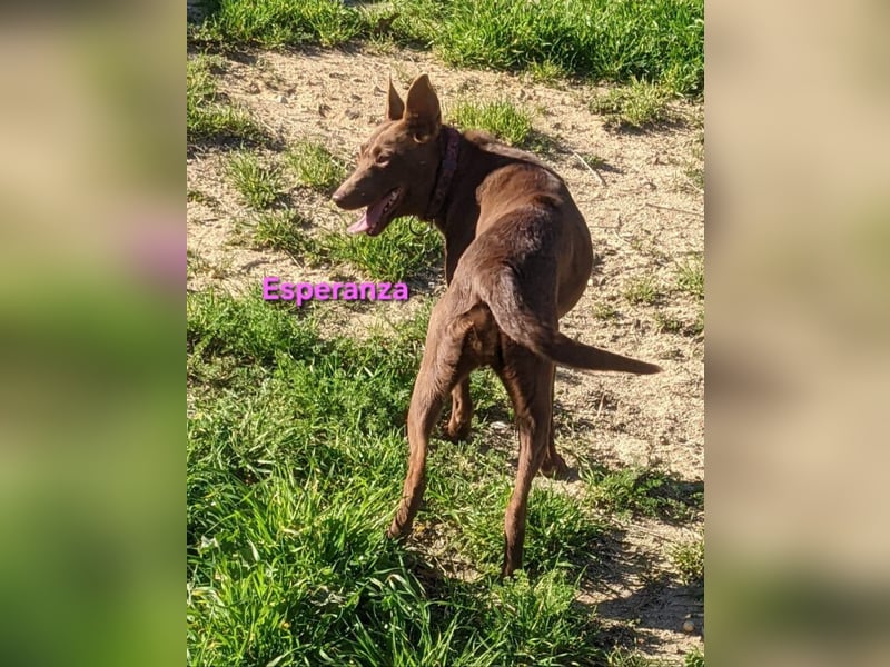 Esperanza geb. 10/2023 (ESP) - menschenbezogene und liebevolle kleine Podenca wartet auf Dich!