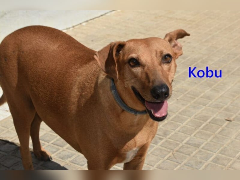 Kobu geb. 08/2023 (ESP) - menschenbezogener, wundervoller Podenco!