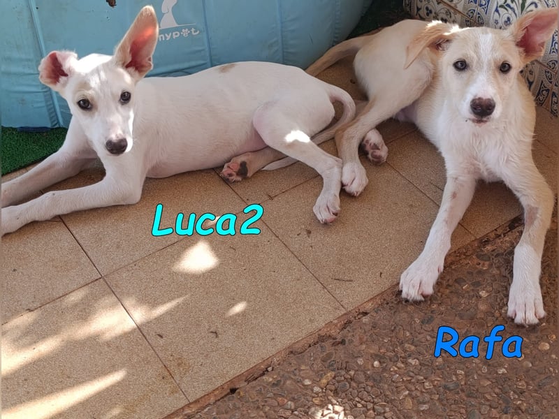Luca2 geb. 01/2026 (ESP) - wunderschöner Podencojunge sucht dringend einen Platz!