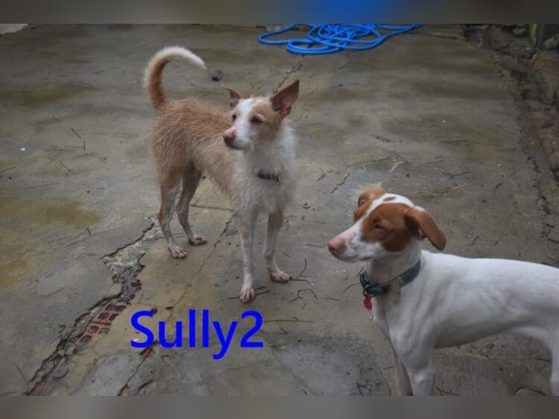 Sully2 geb. 02/2025 (ESP) - süßer Podenco-Rüde sucht dringend ein ruhiges + liebevolles Zuhause!