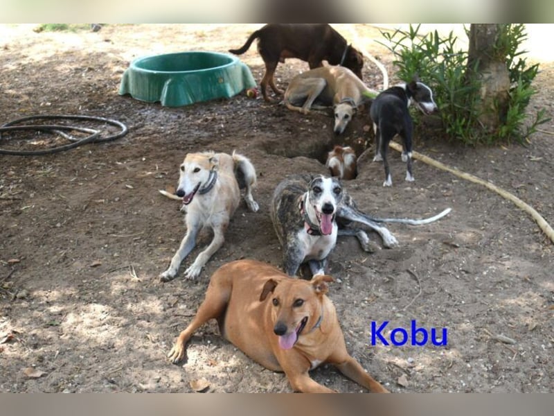 Kobu geb. 08/2023 (ESP) - menschenbezogener, wundervoller Podenco!