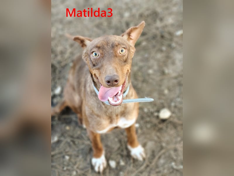 Matilda3 geb. 08/2024 (ESP) - liebenswerte, fröhliche und freundliche Podenca!