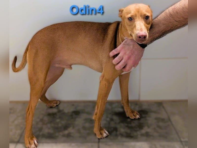 Odin4 geb. 01/2024 (ESP) - liebenswerter, edler und sanfter Podenco!