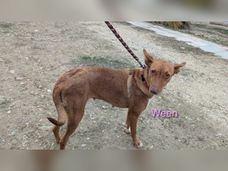 Ween geb. 10/2023 (ESP) - verschmuste und fröhliche Podenco Hündin sucht ihr Für-immer-Zuhause!