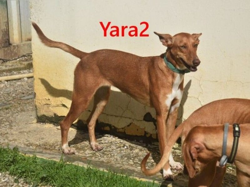 Yara2 geb. 05/2025 (ESP) - verspielte, wunderschöne Podenca sucht ihr Zuhause!