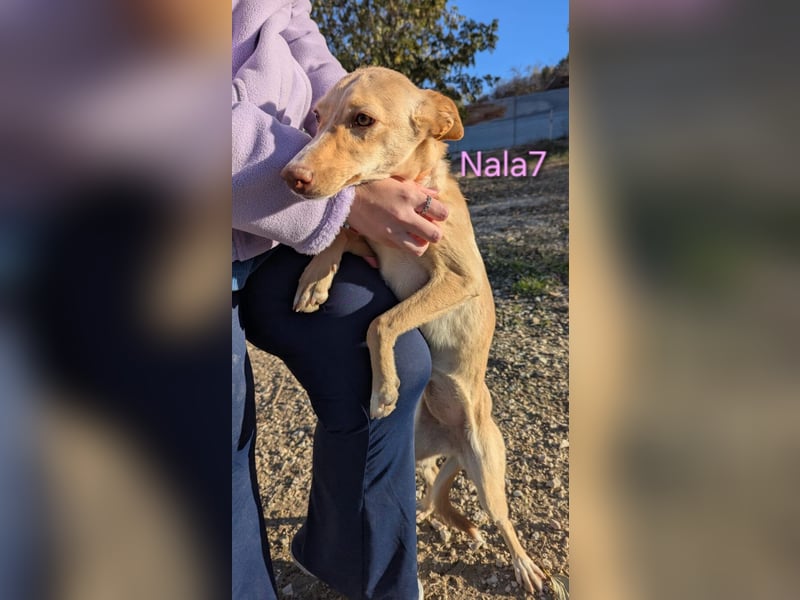 Nala7 geb. 11/2024 (ESP) - fröhliche und verschmuste Podenco Maus sucht ihre eigene Familie!