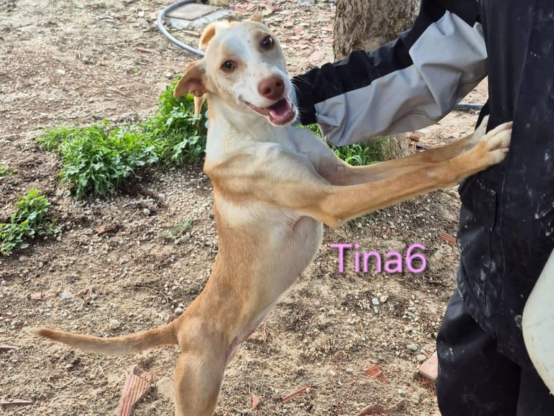 Tina6 geb. 09/2023 - wunderschöne, menschenbezogene Podenca sucht ihre Menschen!