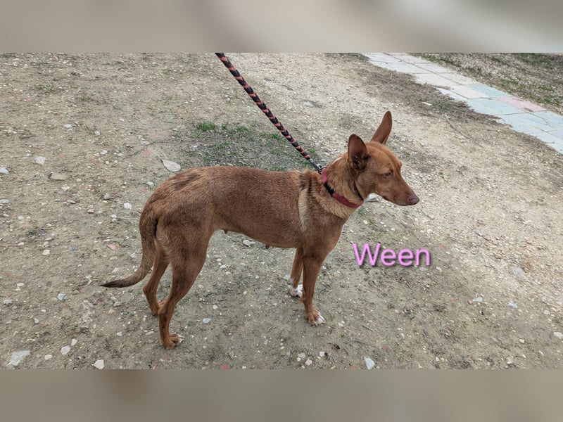 Ween geb. 10/2023 (ESP) - bildhübsche, verschmuste und fröhliche Podenca!