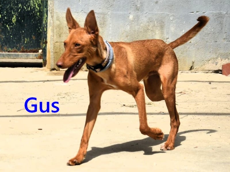 Gus geb. 01/2025 (ESP) - verspielter, fröhlicher und verschmuster, junger Podenco!