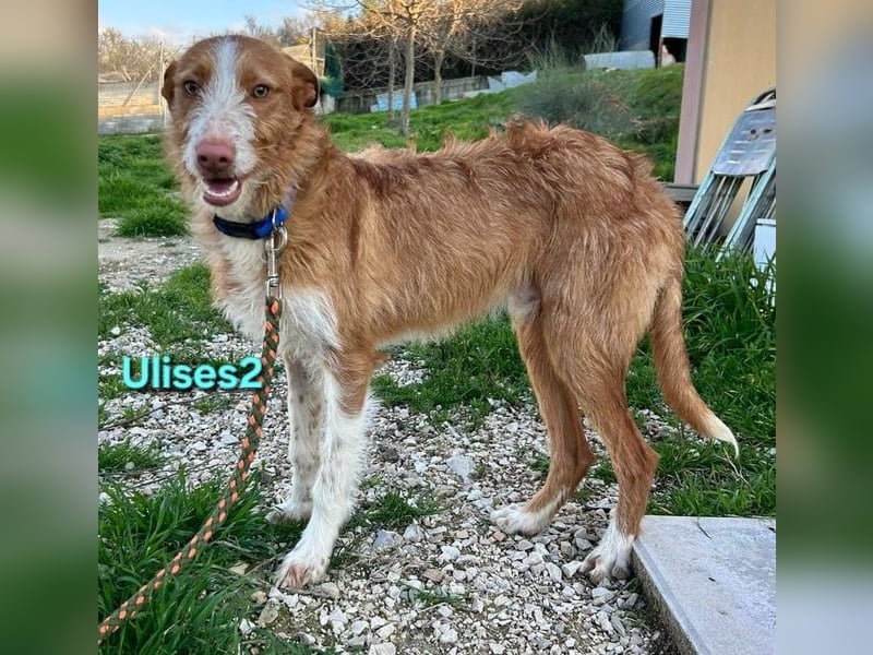 Ulises2 geb. 05/2025 (ESP) - fröhlicher und menschenbezogener Podenco Welpe sucht eine Familie!