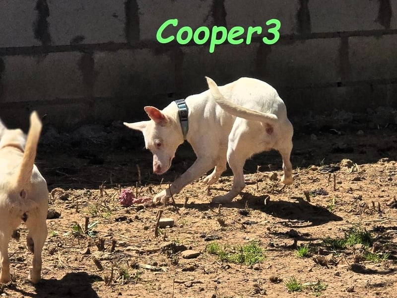 Cooper3 geb. 03/2022 (ESP) - lieber, aktiver und anhänglicher Podenco-Bub sucht ein Zuhause!