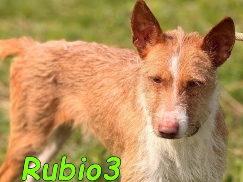 Rubio3 geb. 12/2024 (ESP) - freundlicher, kleiner Podenco-Rüde sucht sein Körbchen!