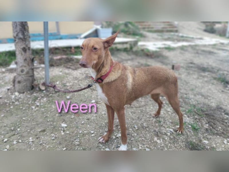 Ween geb. 10/2023 (ESP) - verschmuste und fröhliche Podenco Hündin sucht ihr Für-immer-Zuhause!