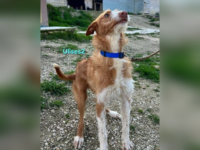 Ulises2 geb. 05/2025 (ESP) - fröhlicher und menschenbezogener Podenco Welpe sucht eine Familie!