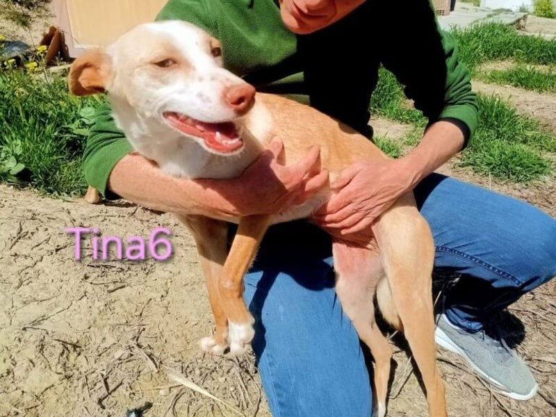 Tina6 geb. 09/2023 - wunderschöne, menschenbezogene Podenca sucht ihre Menschen!