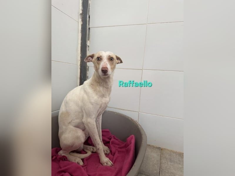 Raffaello geb. 02/2024 (ESP) - feiner, sensibler Podenco sucht sein Körbchen!