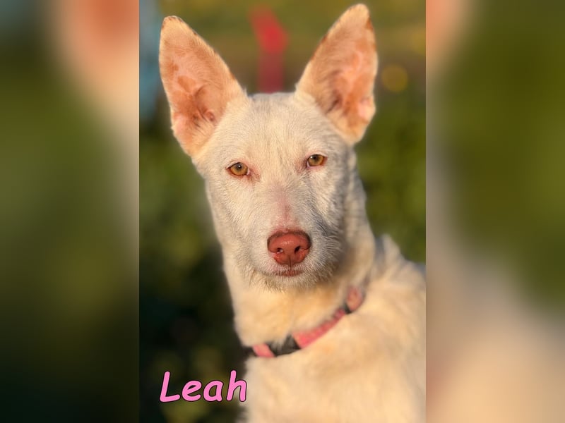 Leah geb. 07/2025 (ESP) - unkompliziert und wahnsinnig süß!