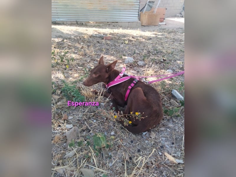 Esperanza geb. 10/2023 (ESP) - menschenbezogene und liebevolle kleine Podenca wartet auf Dich!