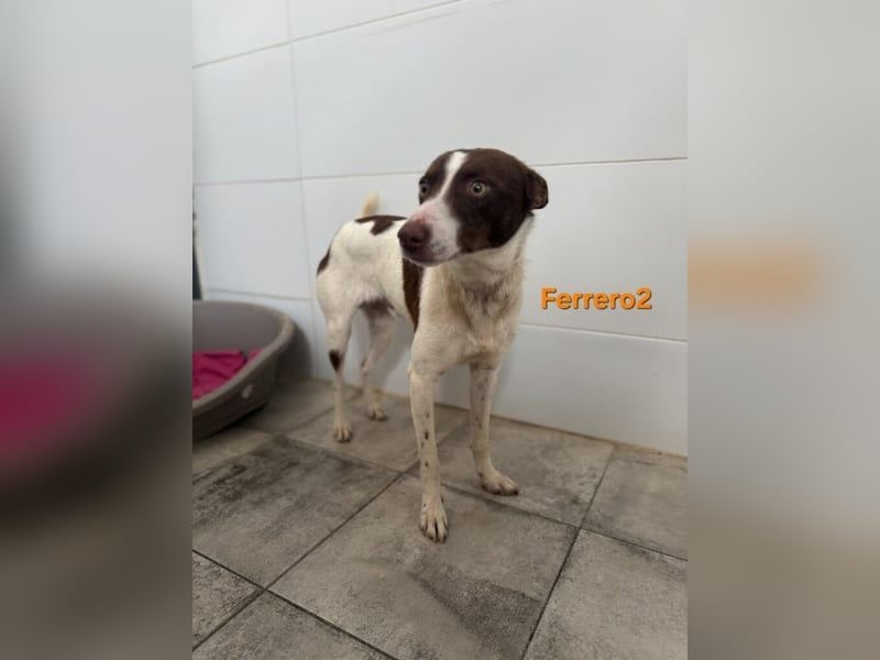 Ferrero geb. 05/2024 (ESP) - ausgeglichener, aufmerksamer Podenco!