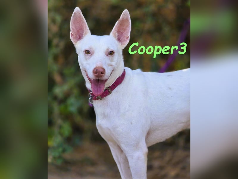 Cooper3 geb. 03/2022 (ESP) - lieber, aktiver und anhänglicher Podenco-Bub sucht ein Zuhause!