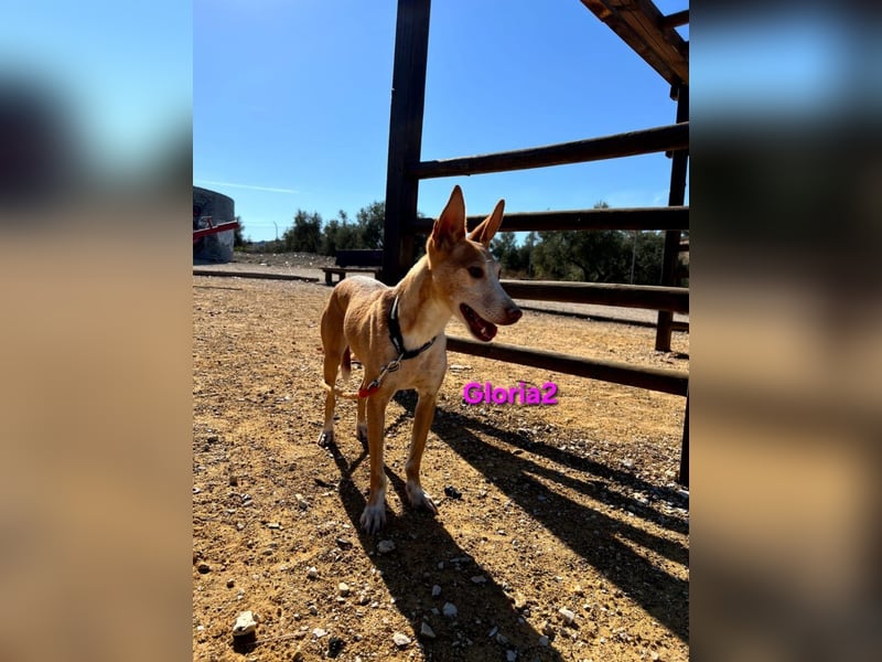 Gloria2 geb. 05/2023 (ESP) - liebe und intelligente Podenca wünscht sich ein liebevolles Zuhause!