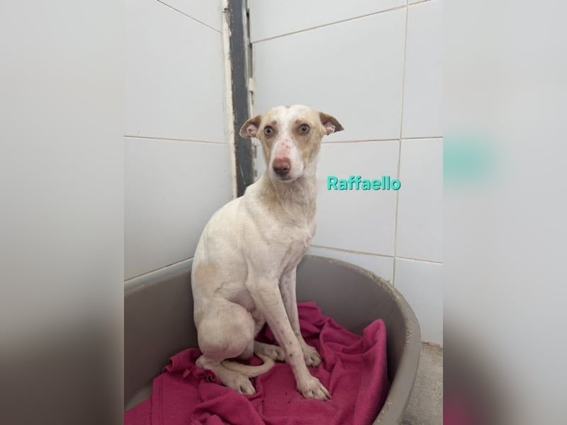Raffaello geb. 02/2024 (ESP) - feiner, sensibler Podenco sucht sein Körbchen!
