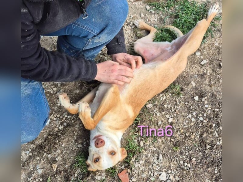 Tina6 geb. 09/2023 (ESP) - aktive, fröhliche, edle und sehr liebe Podenca sucht ein Zuhause!