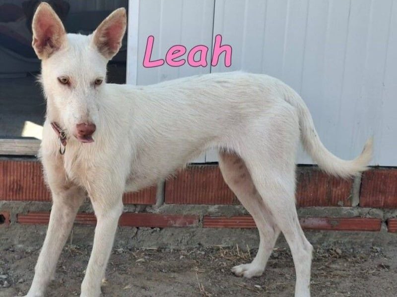 Leah geb. 07/2025 (ESP) - unkompliziert und wahnsinnig süß!