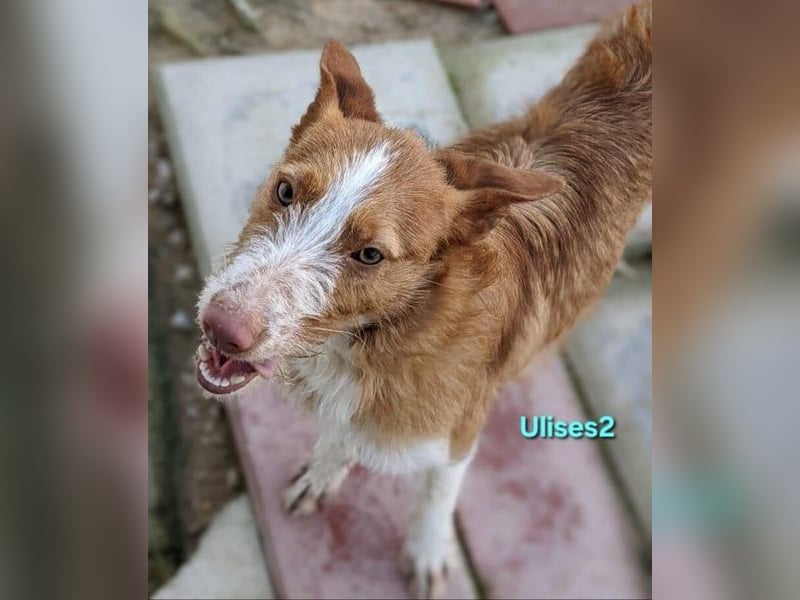 Ulises2 geb. 05/2025 (ESP) - fröhlicher und menschenbezogener Podenco Welpe sucht eine Familie!