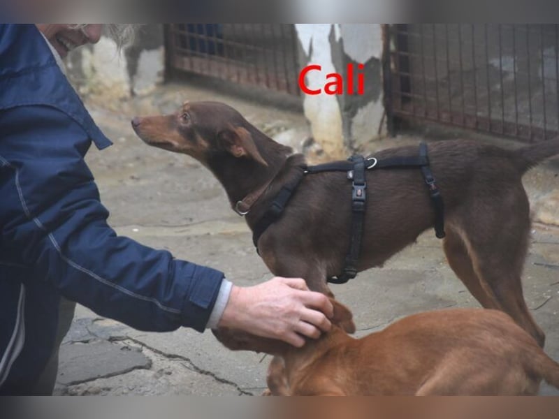 Cali geb. 05/2024 (ESP) - sehr süße, freundliche und menschenbezogene Podenco Orito Hündin!