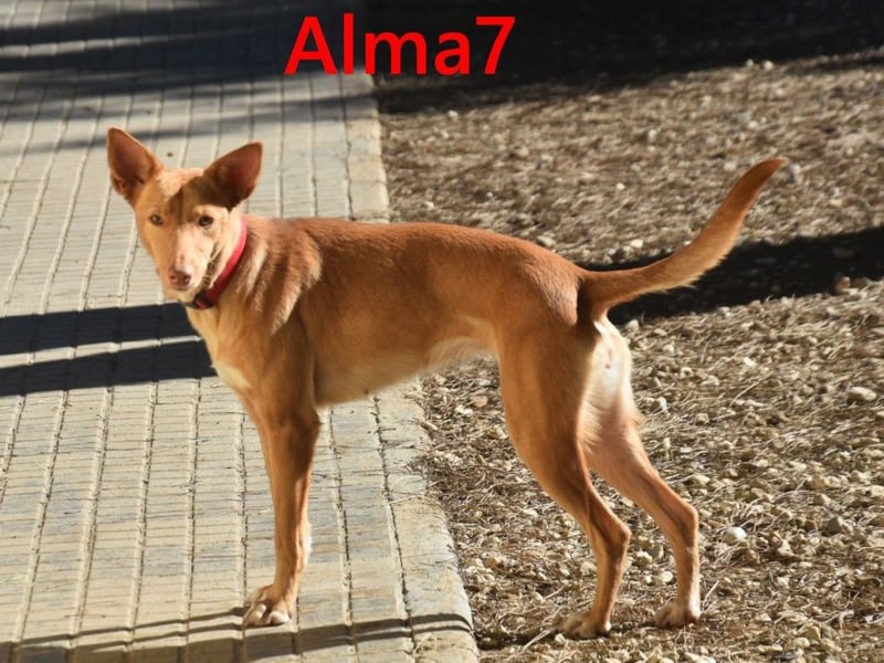 Alma7 geb. 06/2024 (ESP) - sanfte und sehr liebe Podenca!