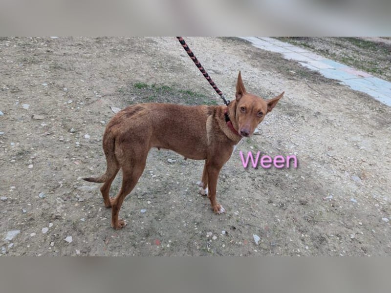 Ween geb. 10/2023 (ESP) - verschmuste und fröhliche Podenco Hündin sucht ihr Für-immer-Zuhause!